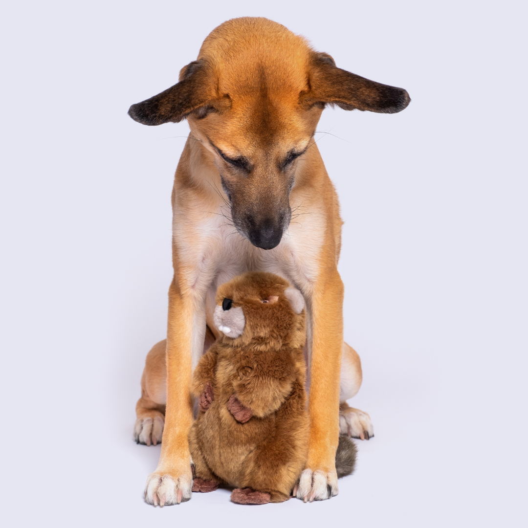 Troy Beaver plush dog toy by Fluff & Tuff.
