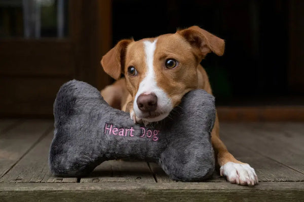 Heart Dog Bone