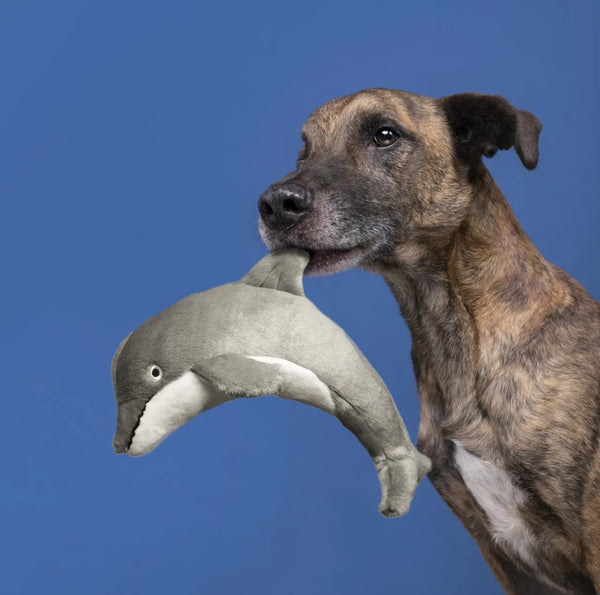 Danny Dolphin