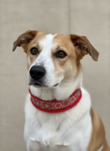 Scarlet Eclipse Everyday Limited Slip Collar